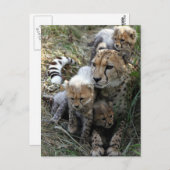 Cheetah Briefkaart (Voorkant / Achterkant)