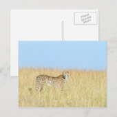 Cheetah Briefkaart (Voorkant / Achterkant)