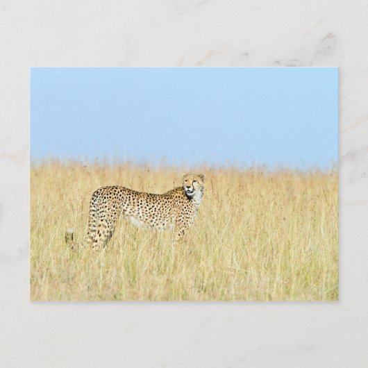 Cheetah Briefkaart (Voorkant)