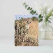 Cheetah Briefkaart (Staand voorkant)