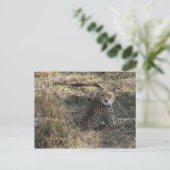 cheetah briefkaart (Staand voorkant)