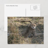 cheetah briefkaart (Voorkant / Achterkant)