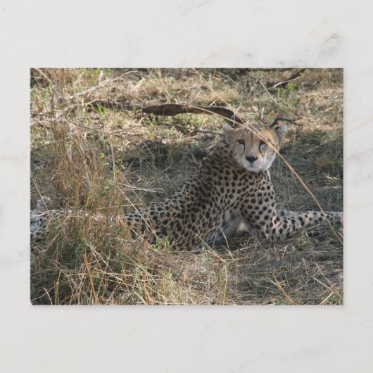 cheetah briefkaart (Voorkant)