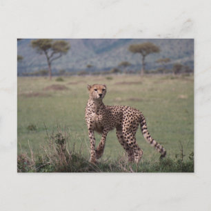 Cheetah Briefkaart