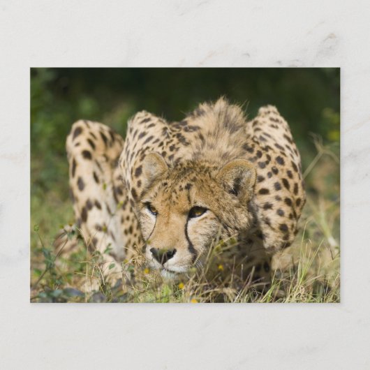 Cheetah Briefkaart (Voorkant)