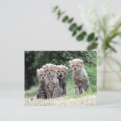 Cheetah Briefkaart (Staand voorkant)