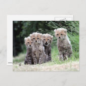 Cheetah Briefkaart (Voorkant / Achterkant)