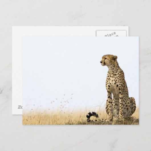 Cheetah Briefkaart (Voorkant / Achterkant)