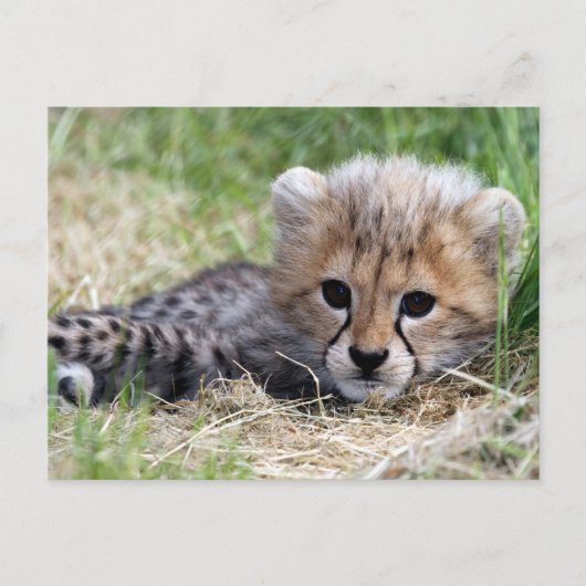 Cheetah Briefkaart (Voorkant)