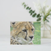 Cheetah Briefkaart (Staand voorkant)