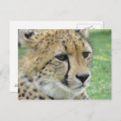 Cheetah Briefkaart (Voorkant / Achterkant)
