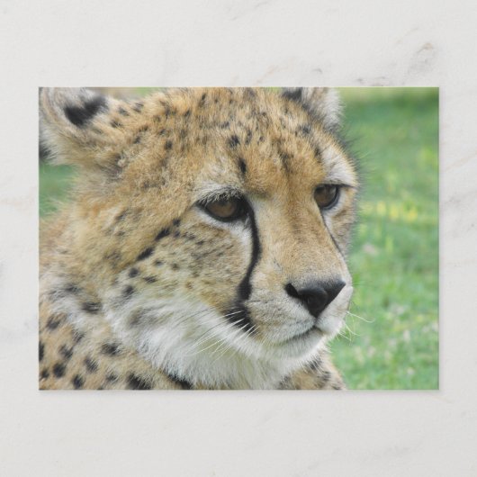 Cheetah Briefkaart (Voorkant)