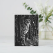 Cheetah Briefkaart (Staand voorkant)