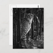 Cheetah Briefkaart (Voorkant / Achterkant)