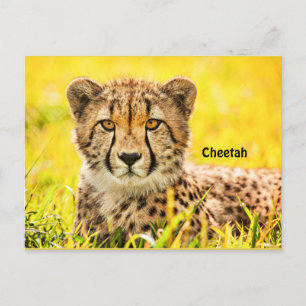 Cheetah, briefkaart van de kattenfamilie