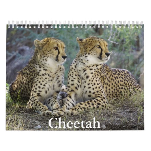 Cheetah Calendar Kalender (Hoes)