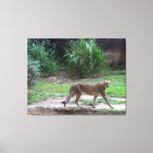 Cheetah Canvas Afdruk (Voorkant)
