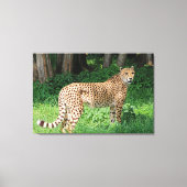 Cheetah Canvas Afdruk (Voorkant)
