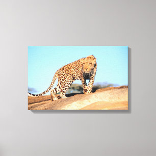 Cheetah Canvas Afdruk