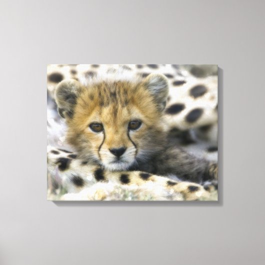 Cheetah Canvas Afdruk (Voorkant)