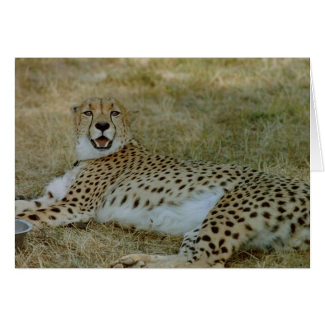 Cheetah Card (Voorkant Horizontaal)