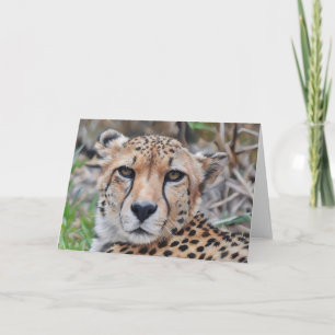 Cheetah Cat Art Portrait Note Kaart