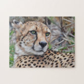 Cheetah Chat Wild Art Puzzle Nature (Horizontal)