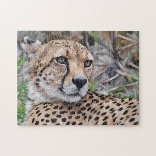 Cheetah Chat Wild Art Puzzle Nature (Horizontal)