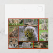 Cheetah-Collage 001 Poster Aankondigingskaart (Voorkant / Achterkant)