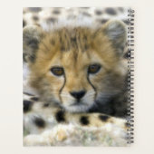 Cheetah Cub (Dos)