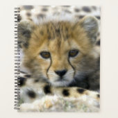 Cheetah Cub (Devant)