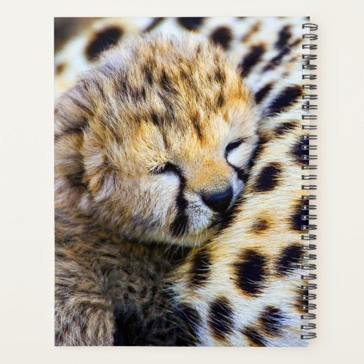 Cheetah Cub (Dos)