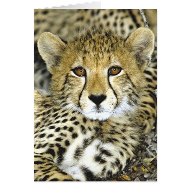 Cheetah Cub 2 (Voorkant)
