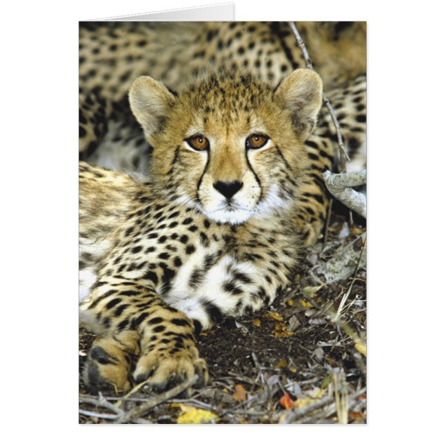Cheetah Cub 2-kaart (Voorkant)