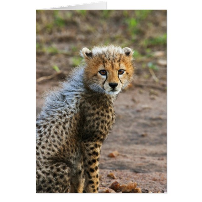 Cheetah Cub Acinonyx Jubatus) (Devant)