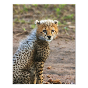 Cheetah Cub (Acinonyx Jubatus) Foto Afdruk