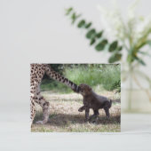 Cheetah cub briefkaart (Staand voorkant)