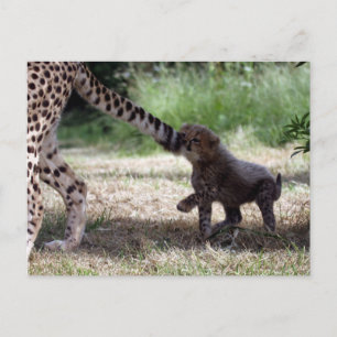 Cheetah cub briefkaart