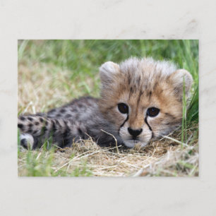 Cheetah cub briefkaart