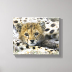 Cheetah Cub Canvas Afdruk