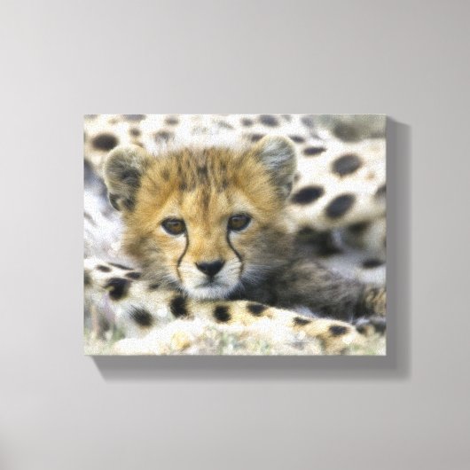 Cheetah Cub Canvas Afdruk (Voorkant)