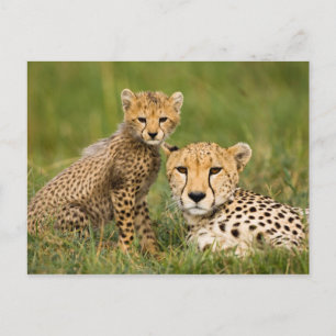 Cheetah Cub en Parent in Grass Briefkaart