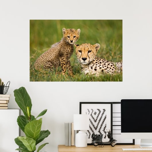 Cheetah Cub en Parent in Grass Poster (Thuiskantoor)