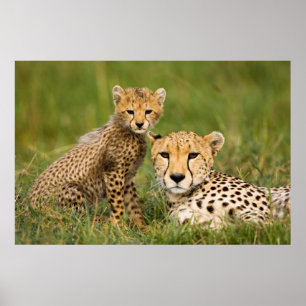 Cheetah Cub en Parent in Grass Poster