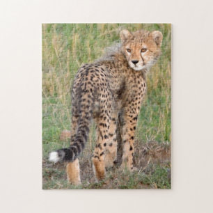 Cheetah Cub kijkt je kant op. Legpuzzel