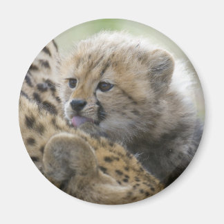 Cheetah Cub met mam Magneet