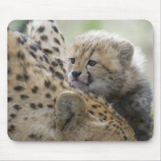 Cheetah Cub met mam Muismat