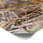 Cheetah Cub Poster (Hoek)