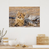 Cheetah Cub Poster (Keuken)