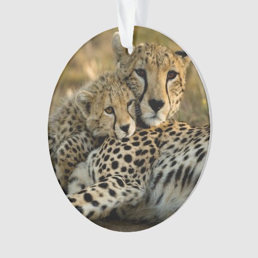 Cheetah Cub Snuggling (devant)